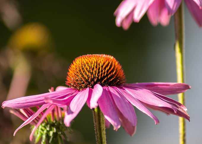 Flower 04