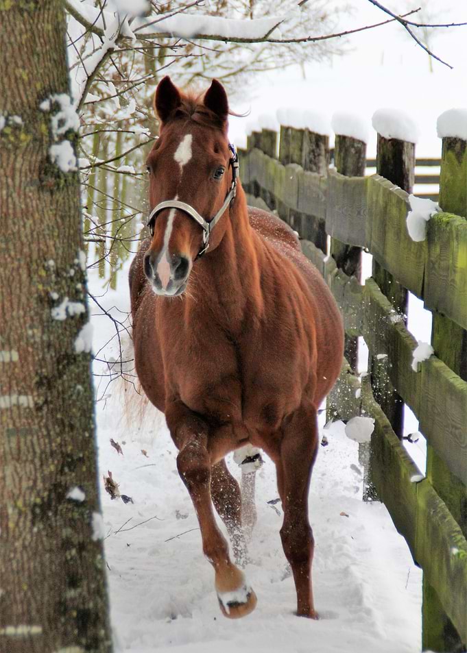 Snow Horse