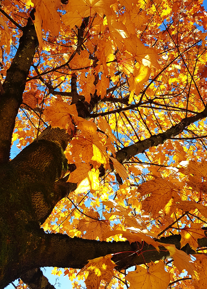 orange leaves