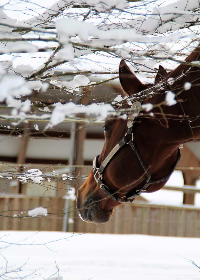 Snow Horse