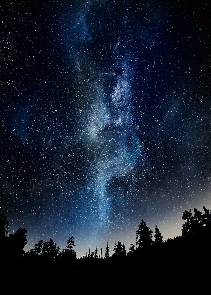 Night Forest