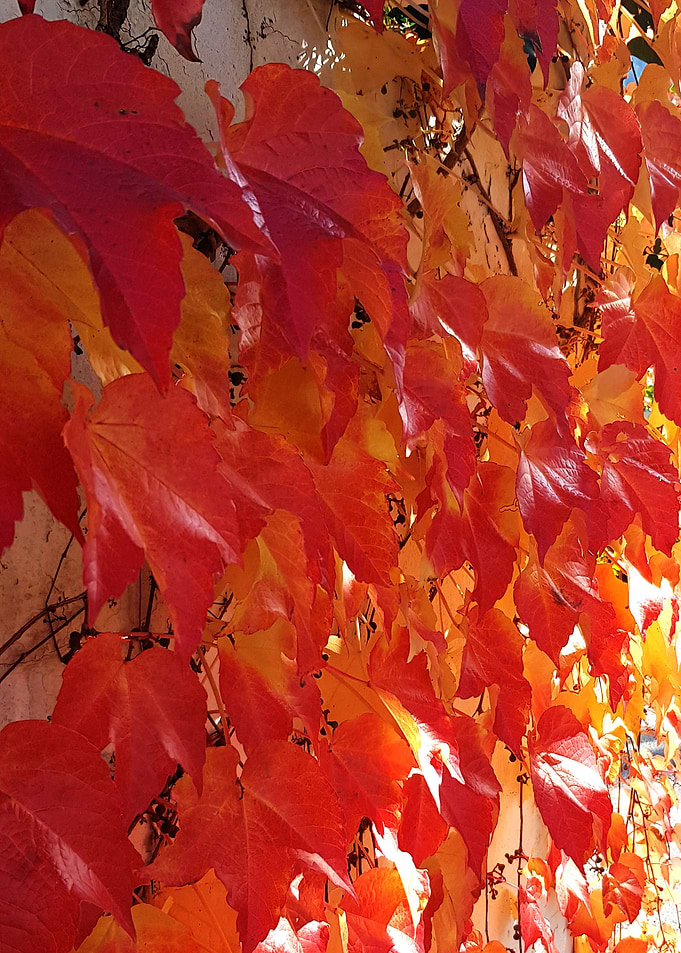 colored leaves