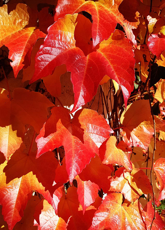 autumn leaves