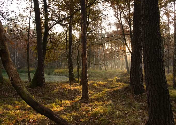 sunny forest