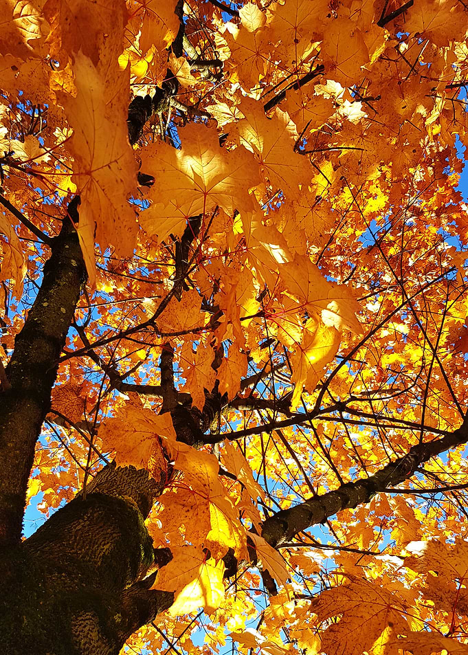tree leaves