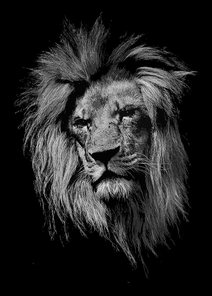 sad wild lion face poster
