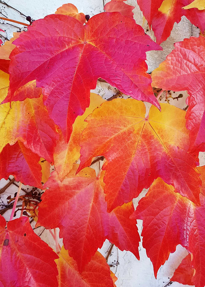 autumn leaves