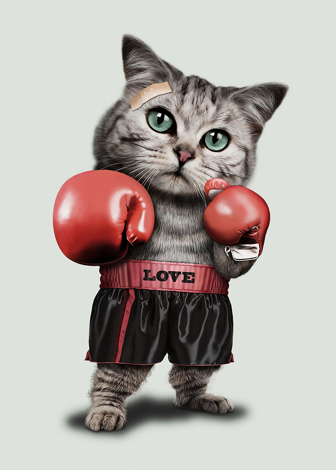 BOXING CAT