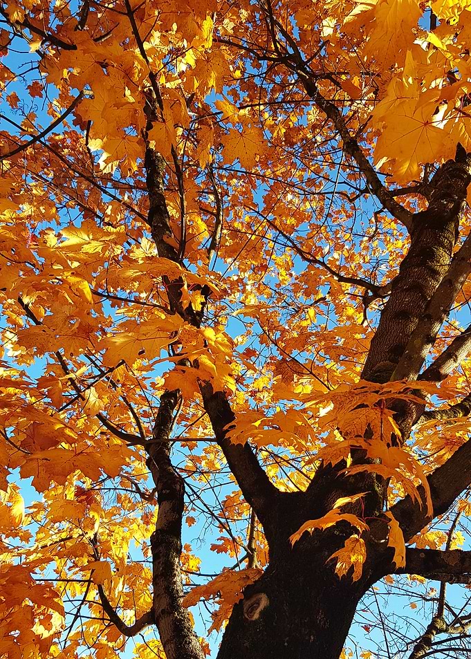 orange leaves tree