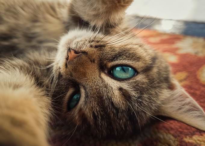 kitten selfie