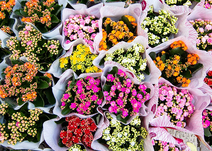 Flowers