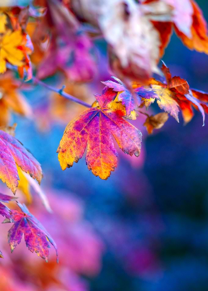 Dazzling Maple Leaves