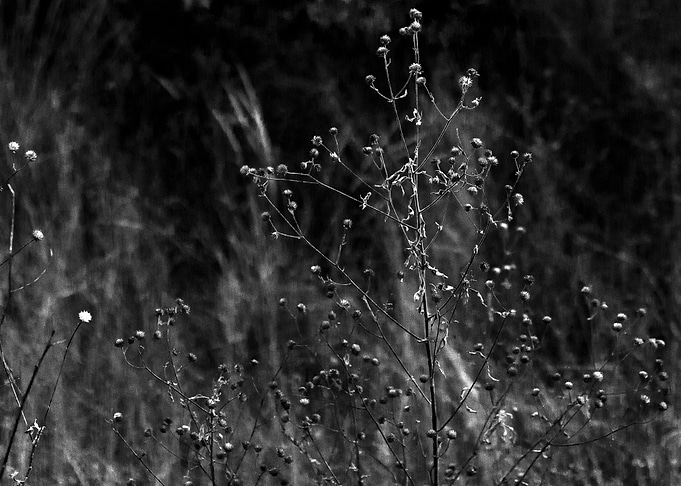 Plant study