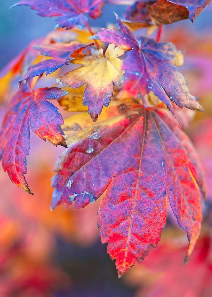 Stunning Maple Leaves