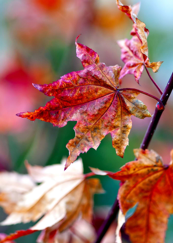 Delicate Maple Leaves