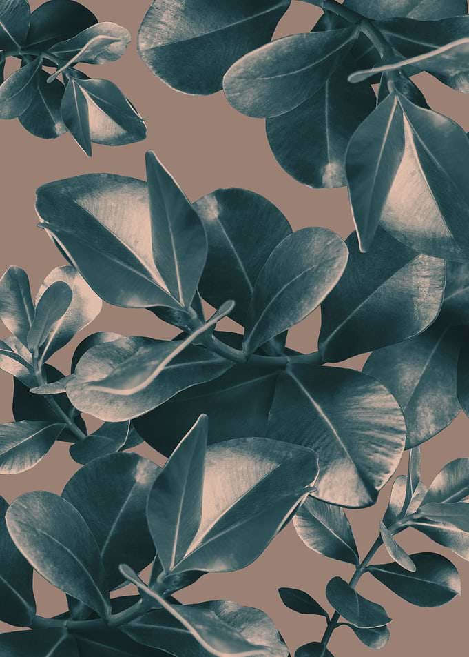 Ficus Leaves Fall Dream 1