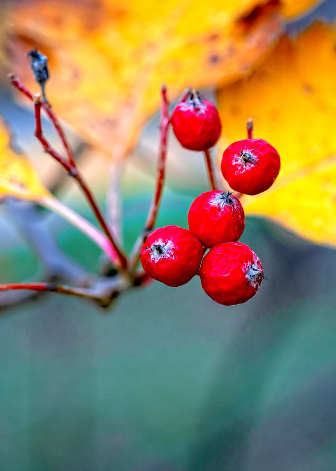 Stylish hawthorn berries