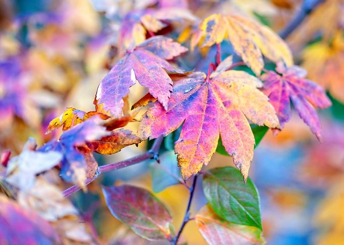 Pretty Maple Leaves