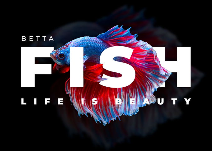 Betta Fish Modern Print
