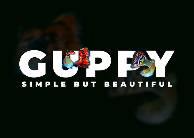 Guppy Fish Tropical Fish