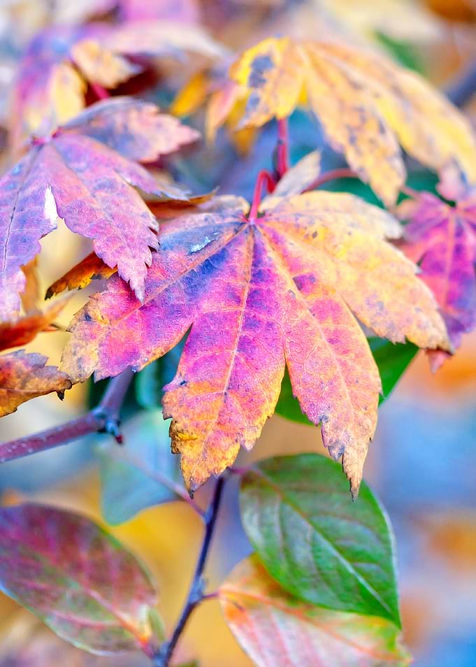 Pretty Maple Leaves