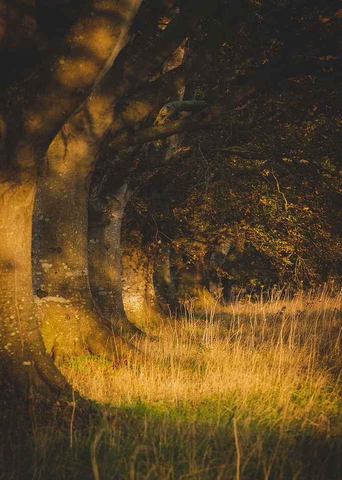 Autumn Beech