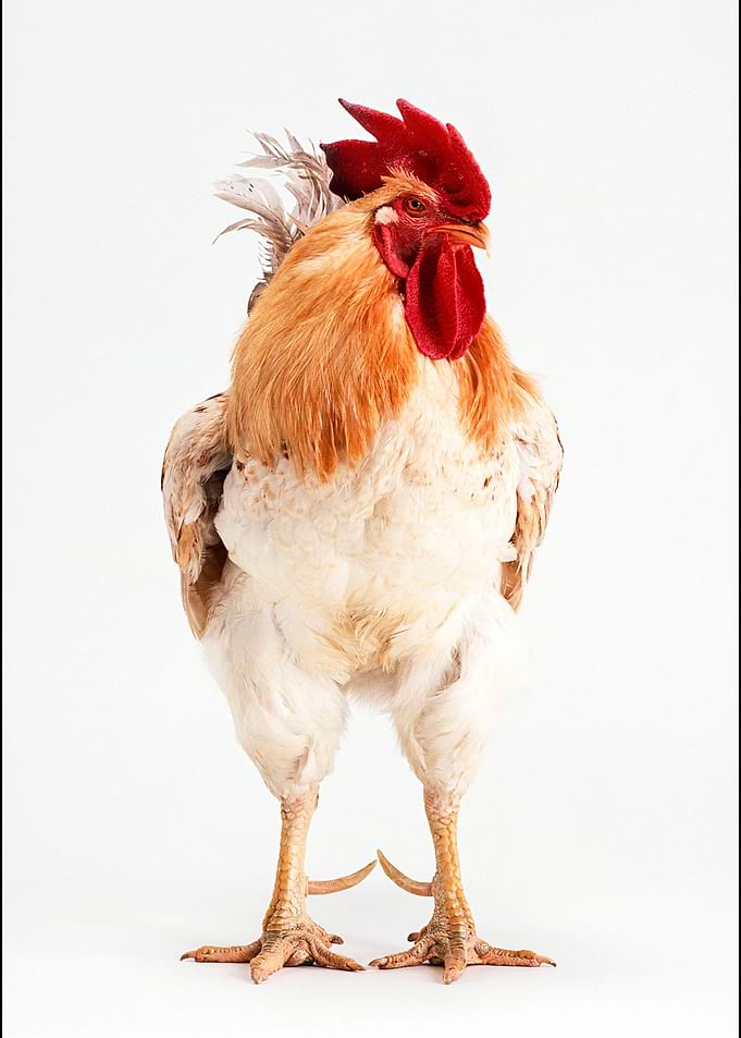 rooster poster