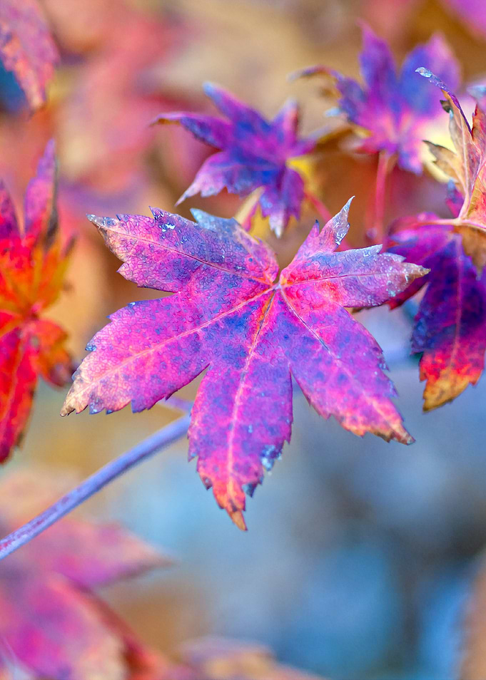 Beautiful Maple Tree Leaf