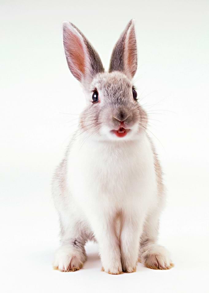 cute Rabbit poster