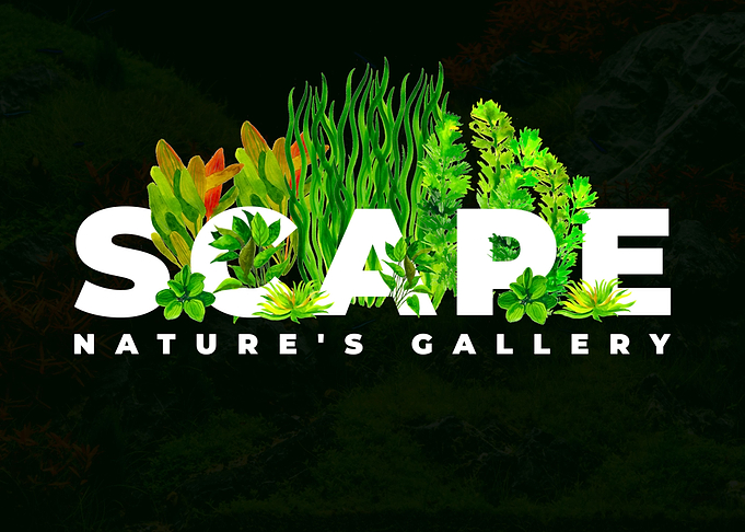 Aquascaping Aquarium Hobby