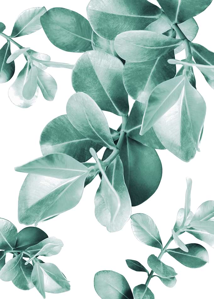 Ficus Leaves Dream 1