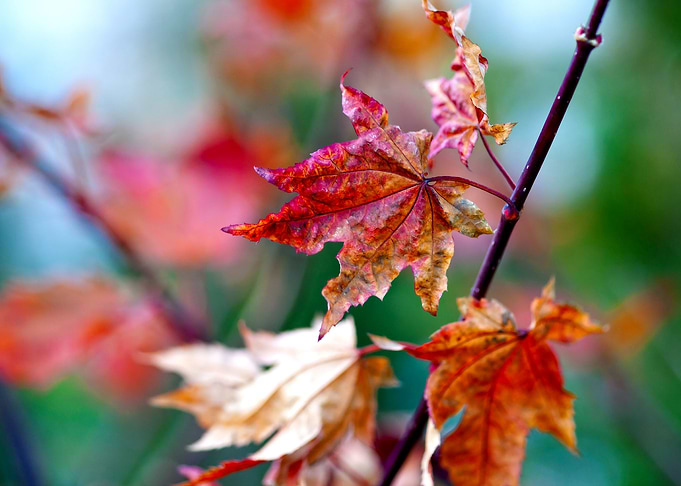 Delicate Maple Leaves