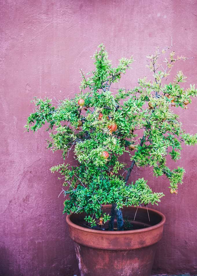 Plant on Purple Wall