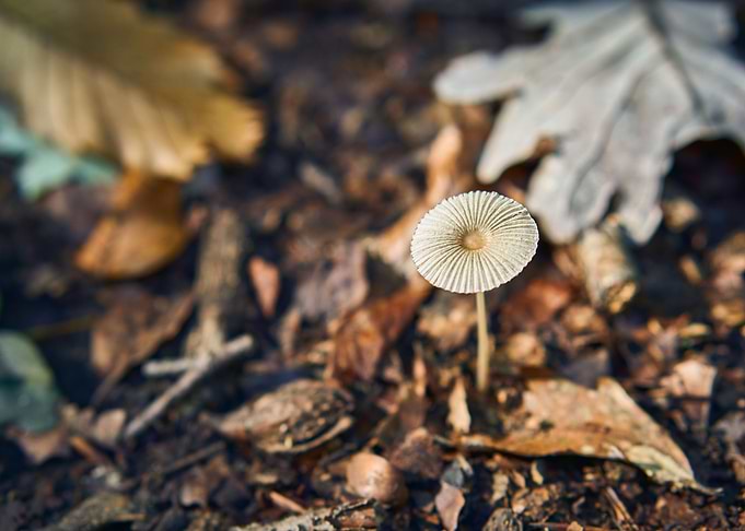 Autumn I