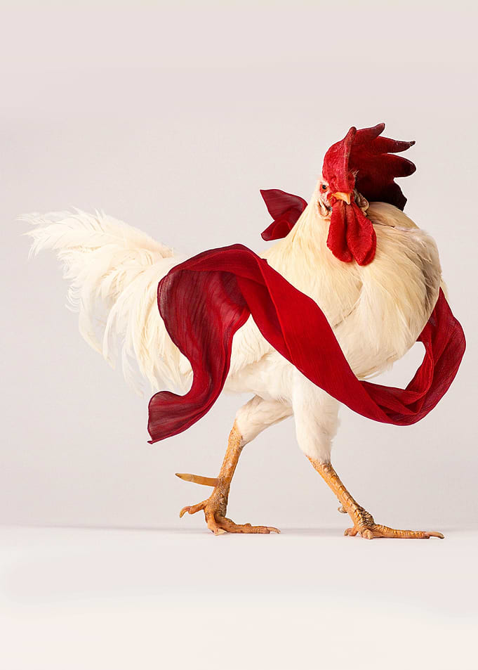 cool rooster poster