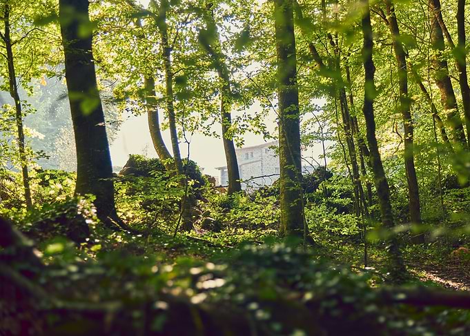 Forest I