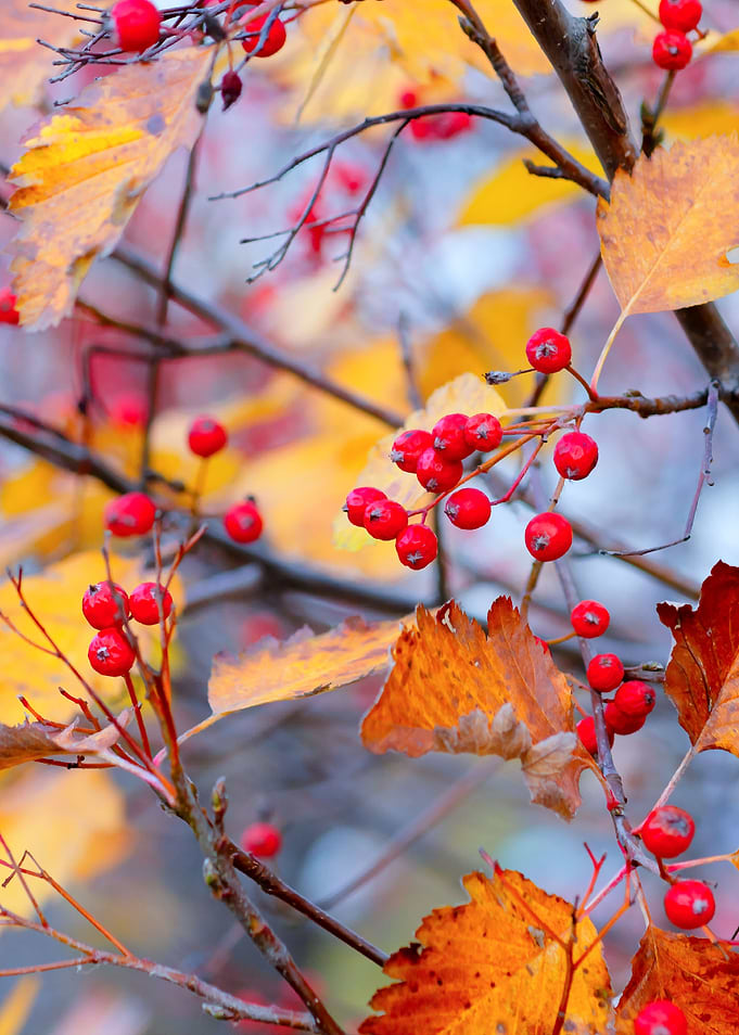 Delicate hawthorn berries