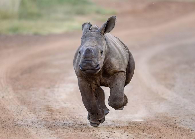 Rhino in Jungle