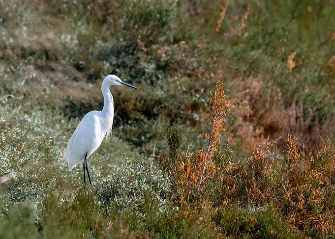 Egret