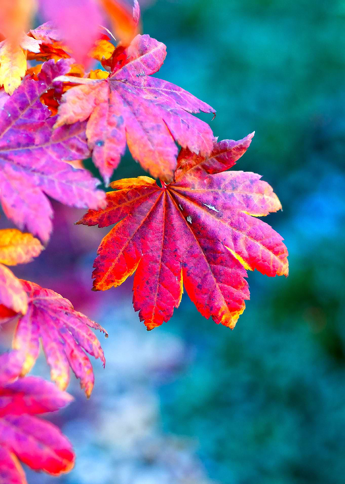 Marvelous Maple Leaves
