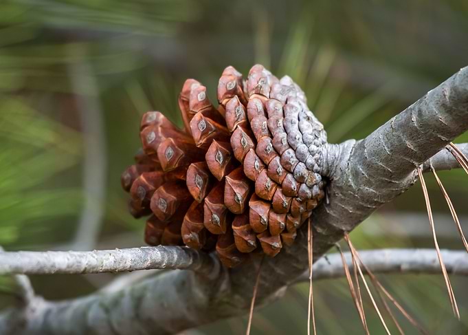 Acorn