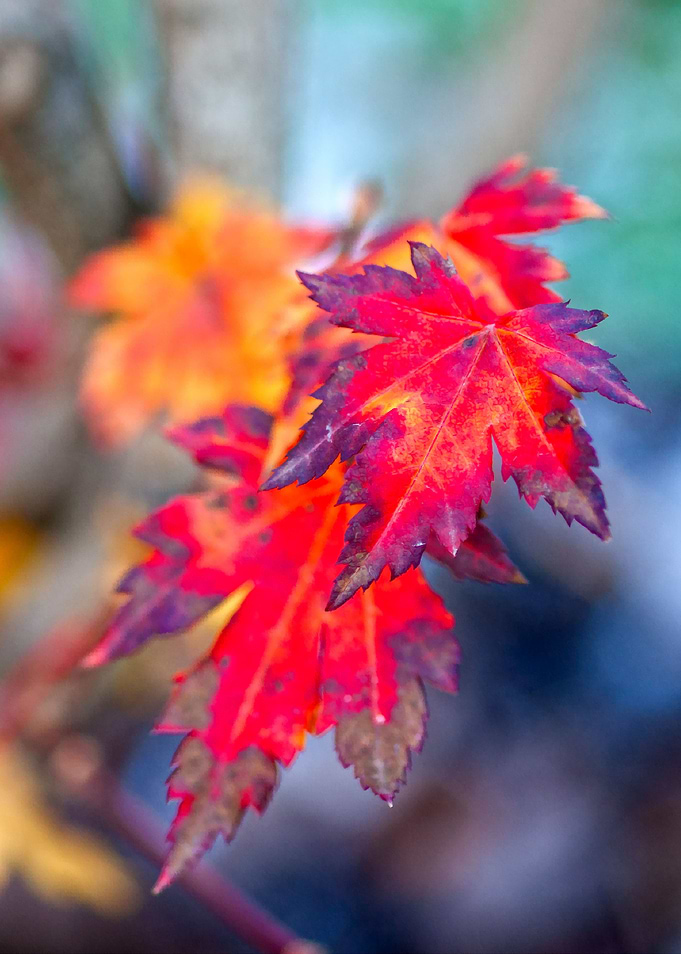 Colorful Maple Tree Leaves