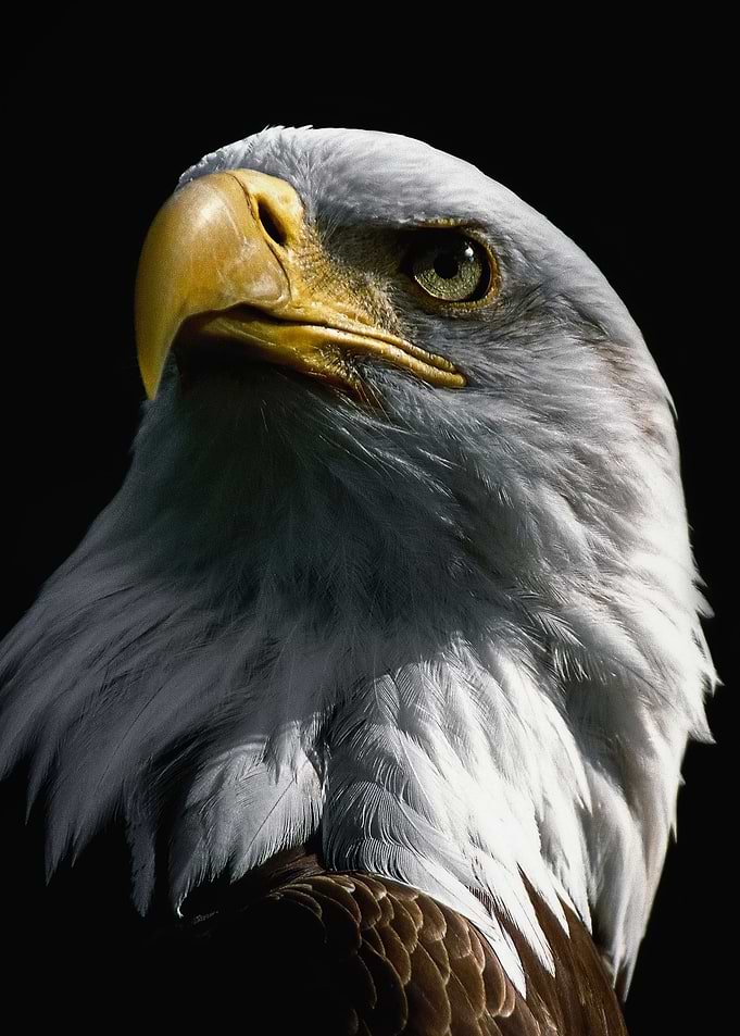 wild eagle head poster