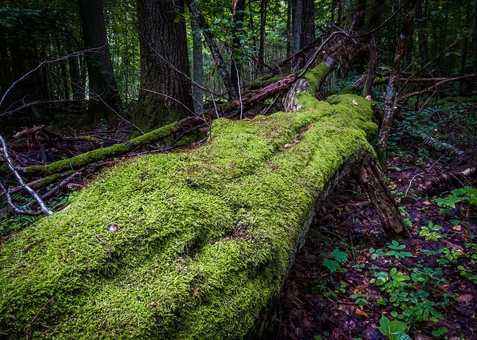 Tree in Bialowieza Forest