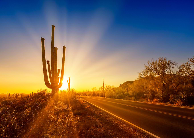 SAGUARO Setting Sun