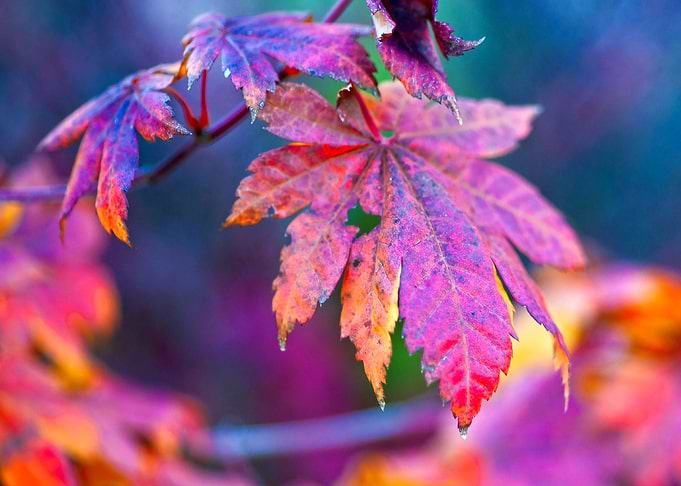 Charming Maple Leaves