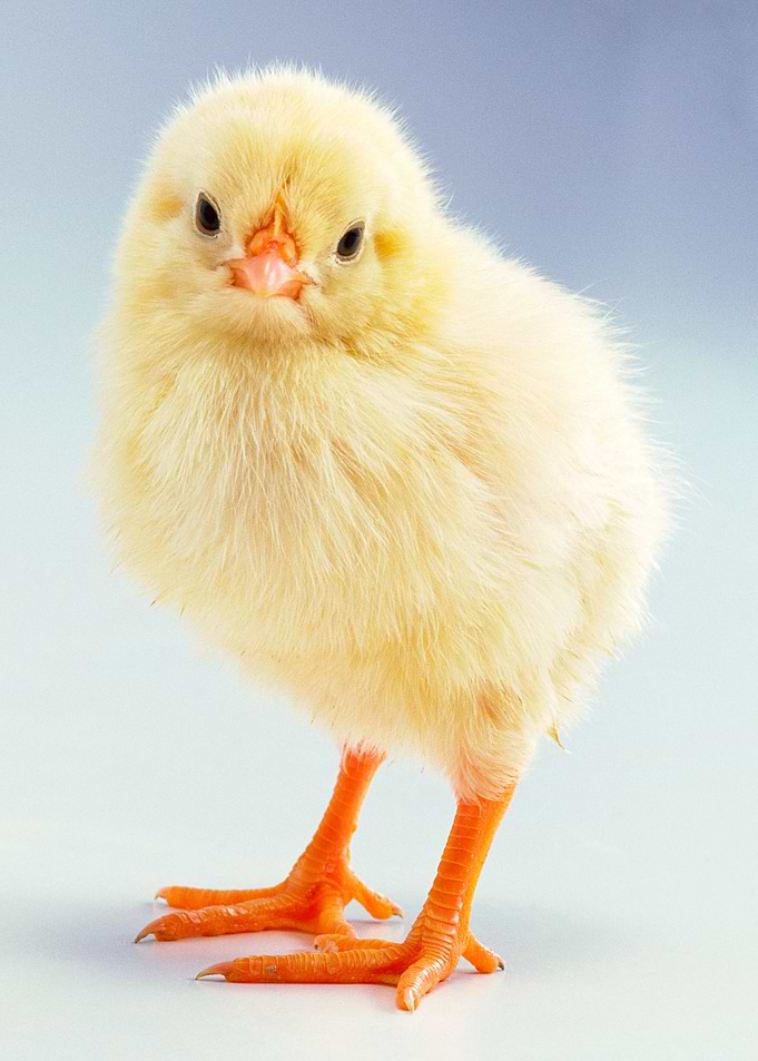 cute chick poster baby