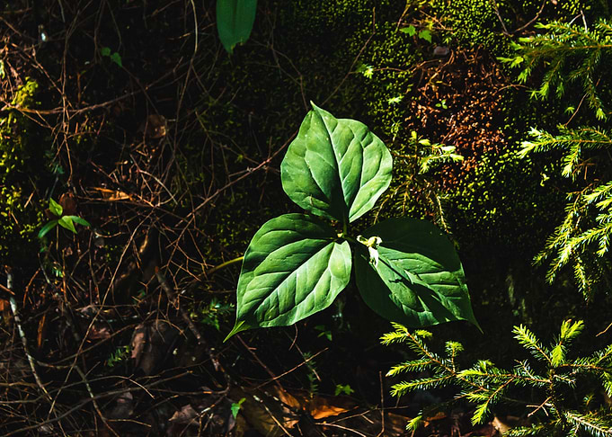 Leaf in a Forest