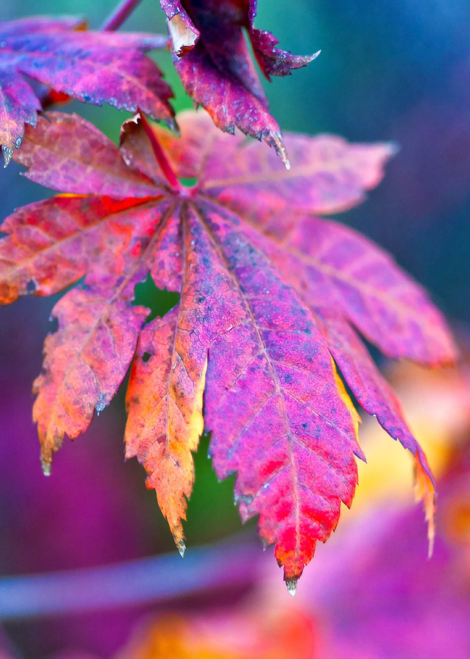 Charming Maple Leaves