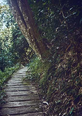 The Path Under The Tree